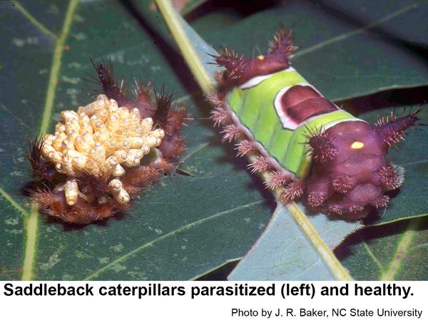 Saddleback caterpillar have their problems, too!